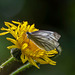 Green veined white butterfly