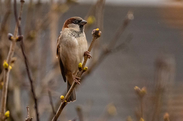 Sparrow