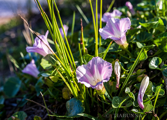 Beachside flowers