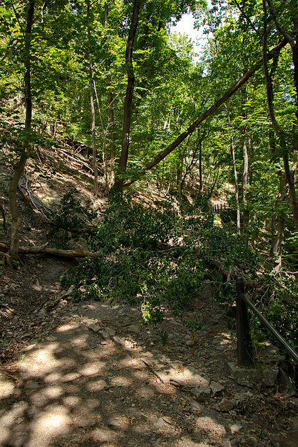 Baumsturz am Präsidentenweg