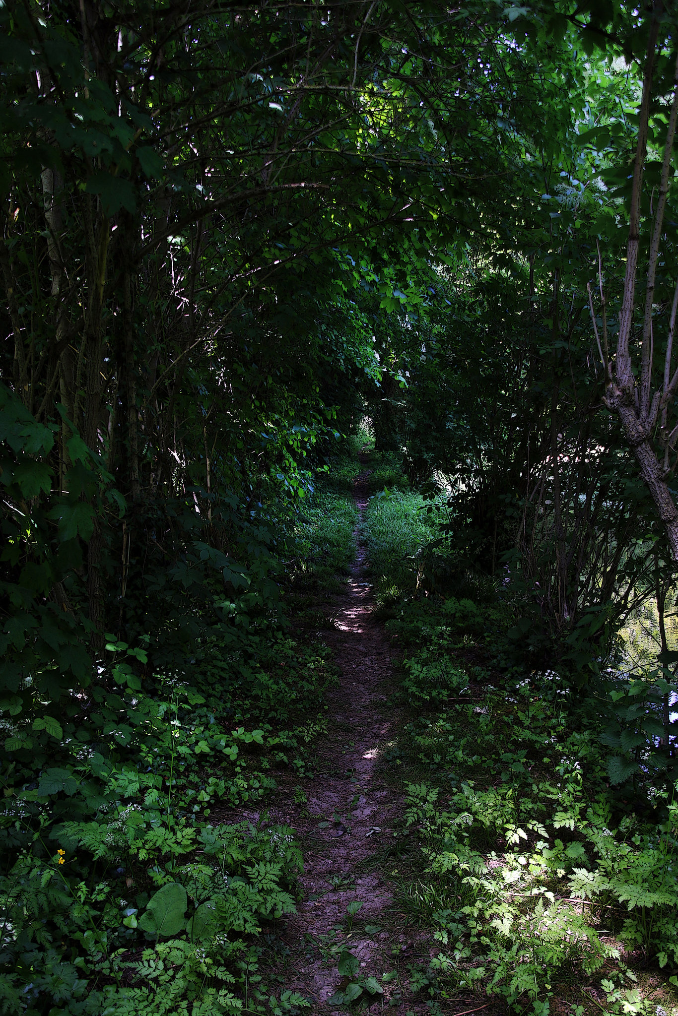 Un chemin quelconque , mais le plaisir de marcher tranquillou , au gré de mes envies et sans objectif