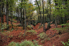 Im Wald am Nockenberg (Sprockhövel) / 6.11.2022