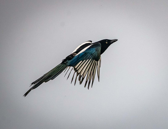 Magpie