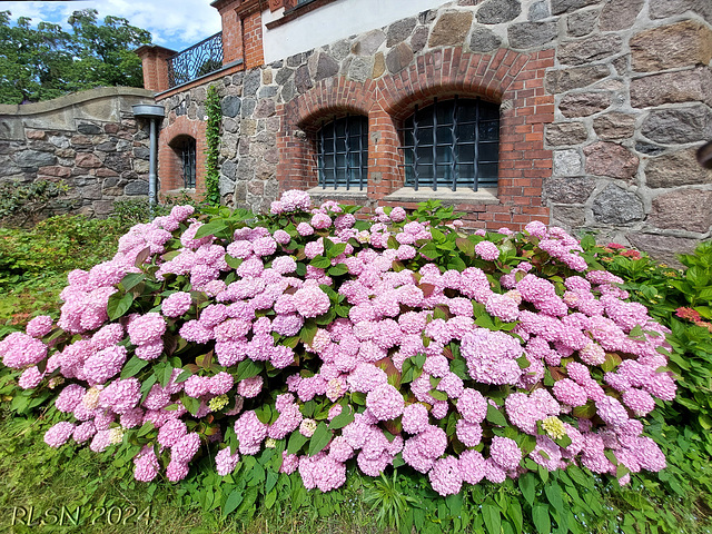 Vor dem Kellerfenster ... Happy Wall Wednesday!