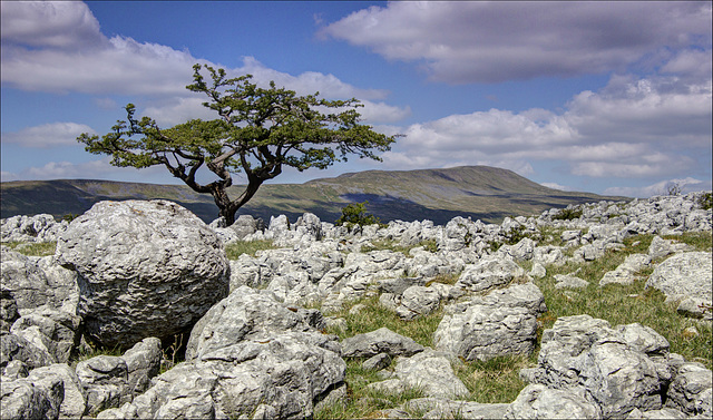 Another lone tree from me.