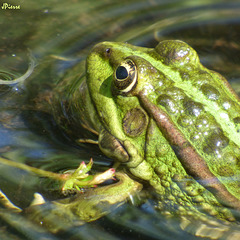 Grenouille verte