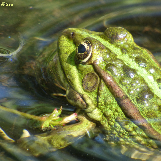 Grenouille verte