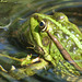 Grenouille verte