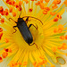 Beetle-3