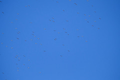 Large gulls overhead