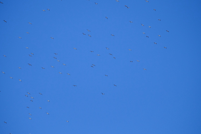 Large gulls overhead