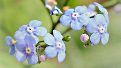 ~ Forget me not ~