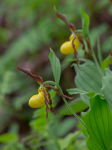 Cypripedium parviflorum var. parviflorum (Small Yellow Lady's-slipper orchid)