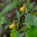 Cypripedium parviflorum var. parviflorum (Small Yellow Lady's-slipper orchid)