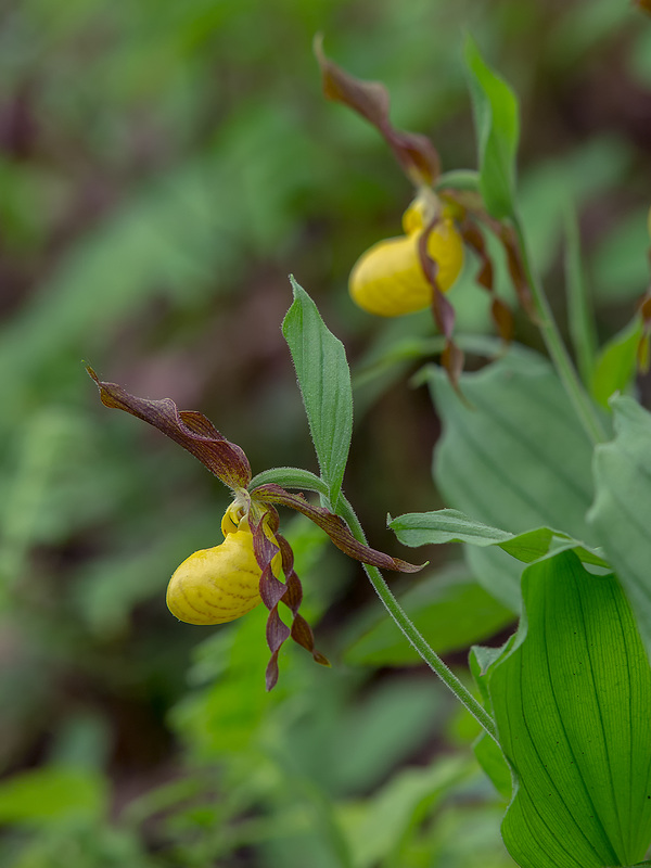 Cypripedium parviflorum var. parviflorum (Small Yellow Lady's-slipper orchid)