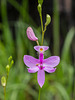 Calopogon tuberosus (Common Grass-pink orchid)