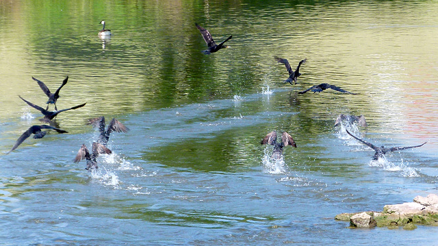 Die Flucht der Kormorane