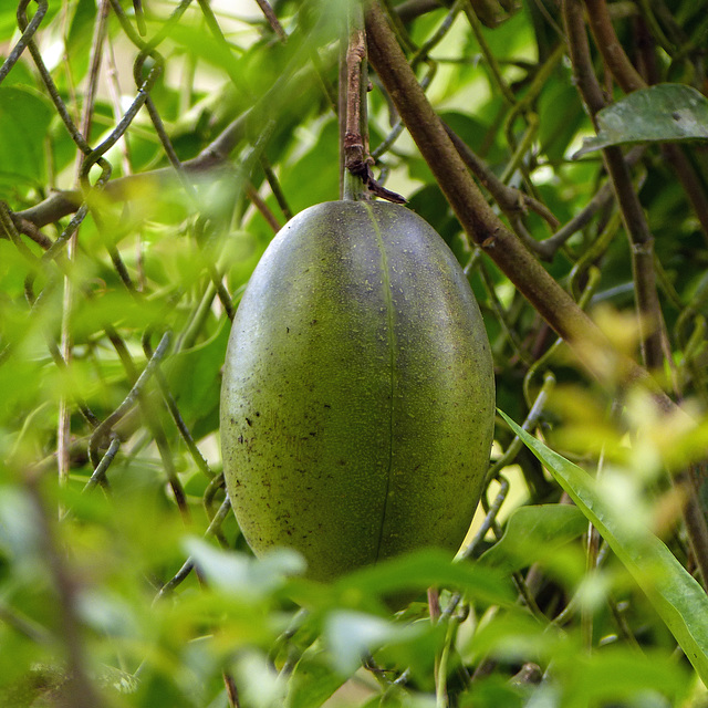 Unidentified fruit, on way to Manzanilla Beach, Trinidad