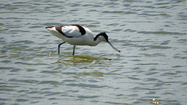 Avocet 2