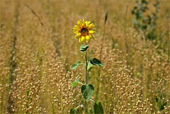 Standort: Sonnig und heiß