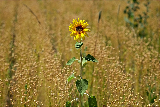 Standort: Sonnig und heiß