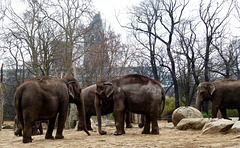 DE - Berlin - Chatting elephants
