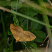 Yellow Shell Moth