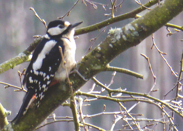 Greater Spotted Woodpecker