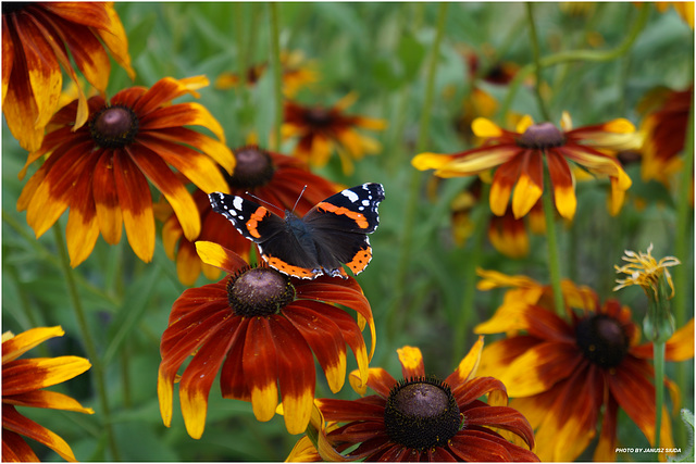 in the garden...