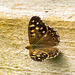 Speckled wood butterfly