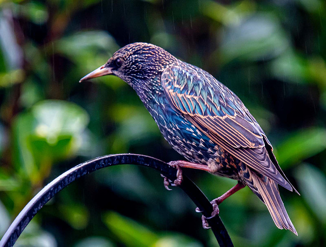 Starling