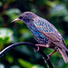 Starling