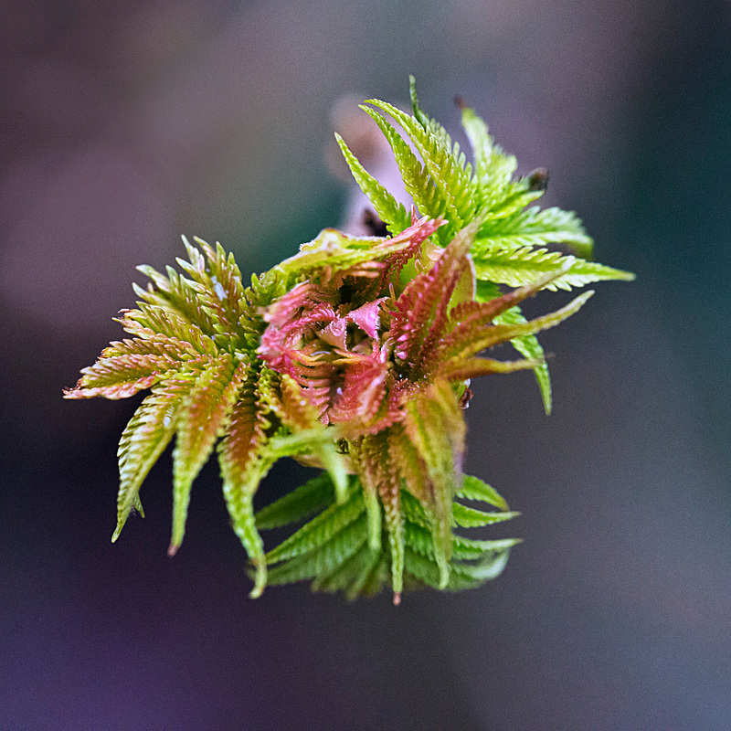 New leaves.