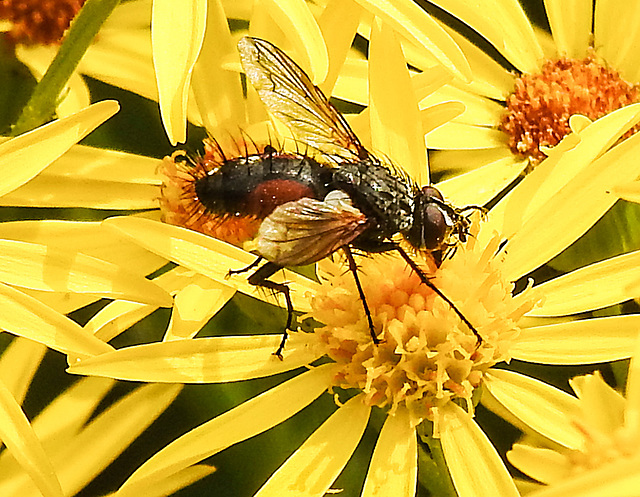 20210722 1881CPw [D~LIP] Fliege, Jakobs-Greiskraut (Jakobaea vulgaris), Bad Salzuflen