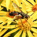 20210722 1881CPw [D~LIP] Fliege, Jakobs-Greiskraut (Jakobaea vulgaris), Bad Salzuflen