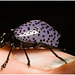 IMG 2889 Beetle