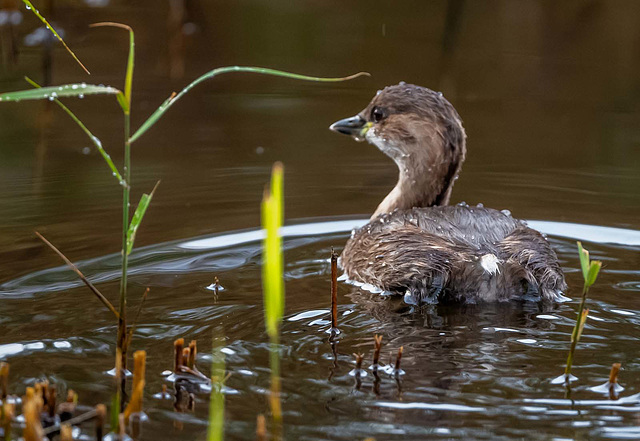 Little grebe