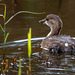 Little grebe