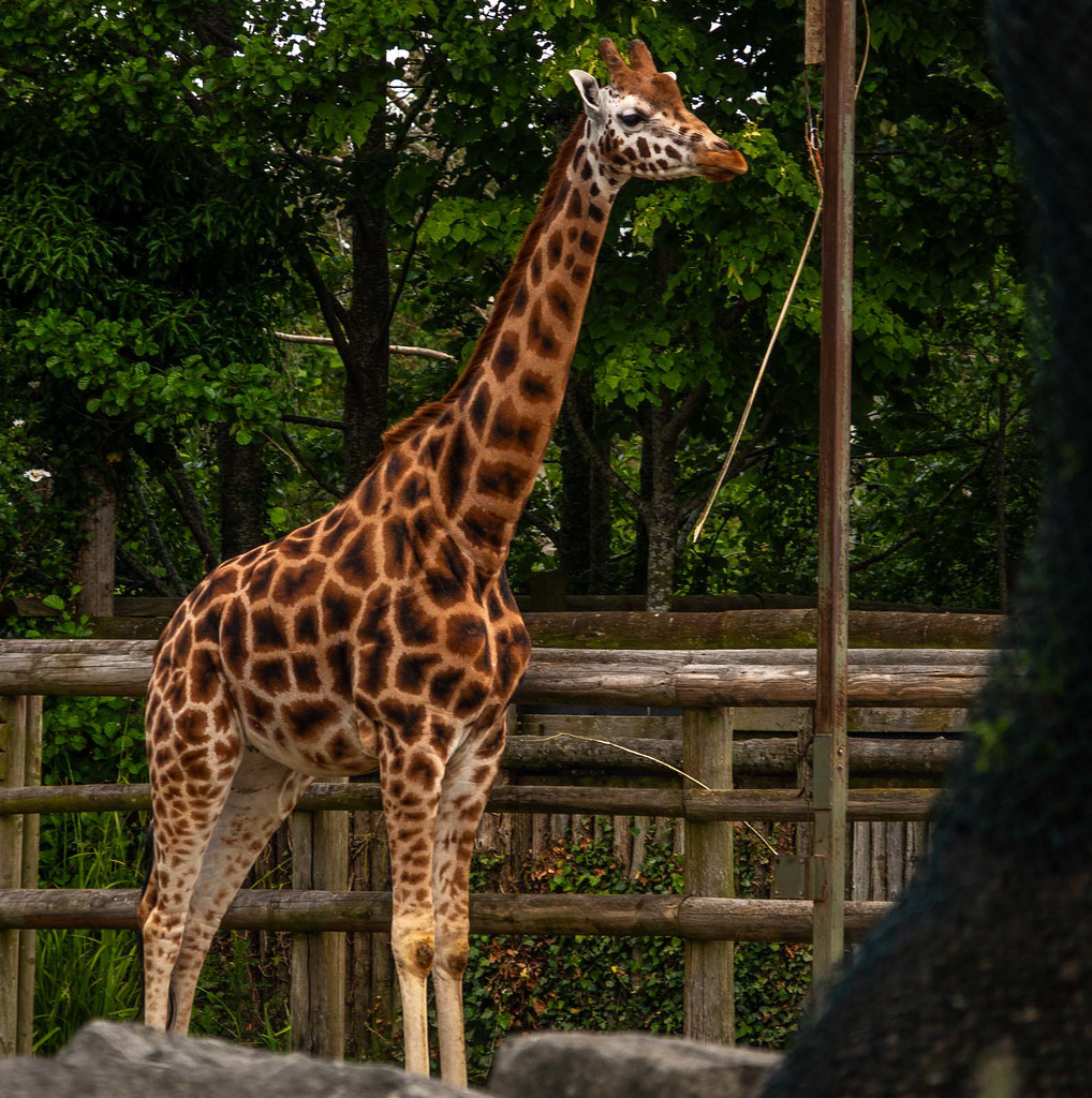 Giraffe