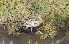 Curlew