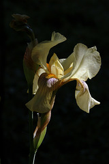 Une jolie fleur de printemps , l'iris .