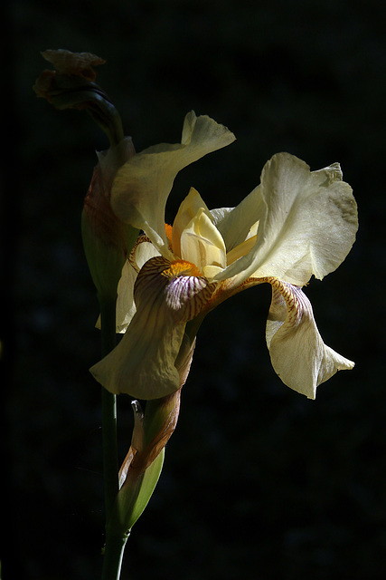 Une jolie fleur de printemps , l'iris .