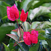 180/365 2025 Bougainvillea