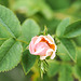 Dog Rose Bud