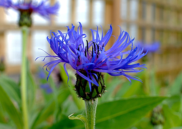 Centaurea Montana in Profile