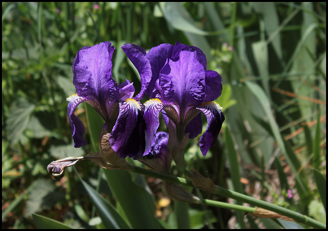 Iris germanica (2)