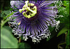 Passiflora 'Byron Beauty' (2)