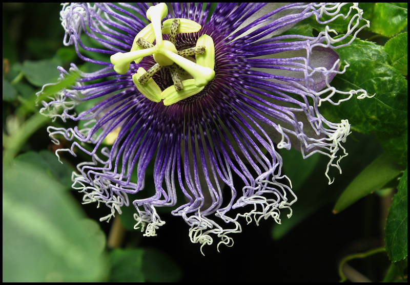 Passiflora 'Byron Beauty' (2)