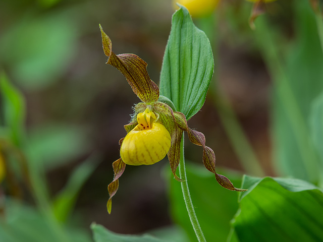 Cypripedium parviflorum var. parviflorum (Small Yellow Lady's-slipper orchid)