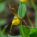 Cypripedium parviflorum var. parviflorum (Small Yellow Lady's-slipper orchid)
